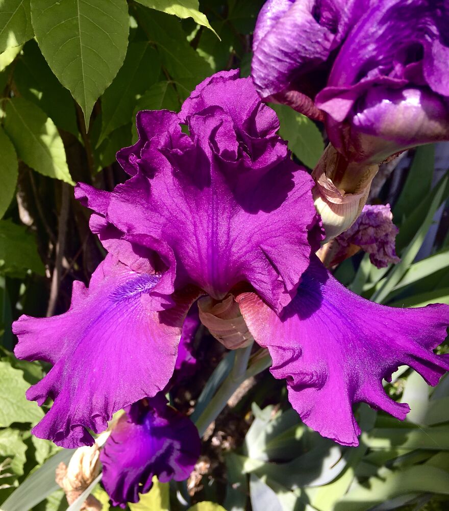 Portland Irises