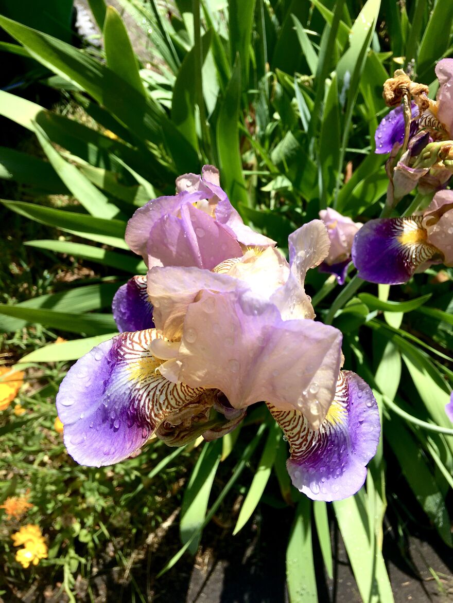 Portland Irises