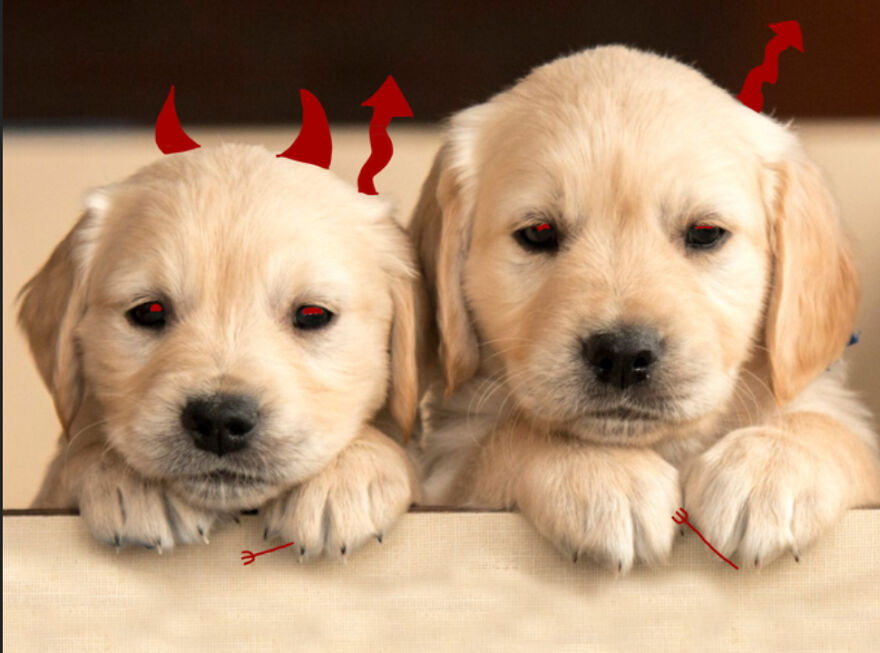 Devil Puppy