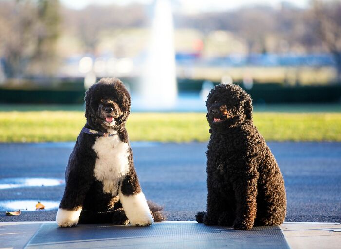 President Obama Shares Heart-Wrenching Tribute To Honor His Late Doggo And The Internet's Crying With Him