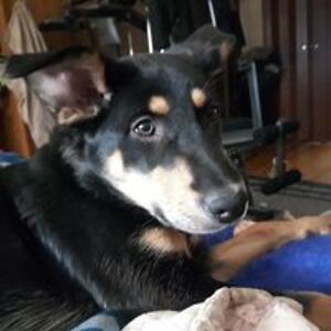 splashbackdesigns avatar