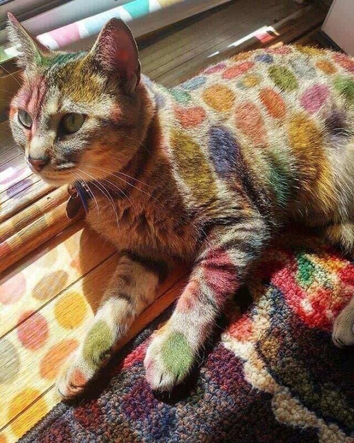 El vidrio de colores hace que el gatito se vea como un leopardo