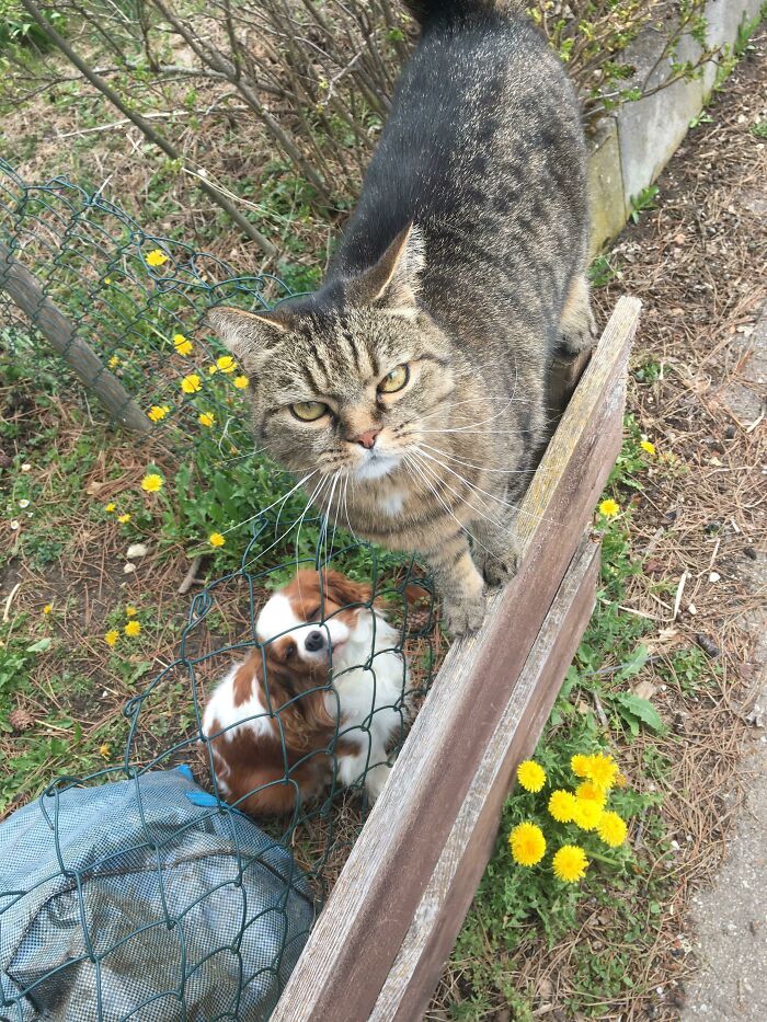 This Cat From My Neighborhood Always Protects His Little Dog Friend And I Thought This Picture Can Brighten Up Someone’s Day