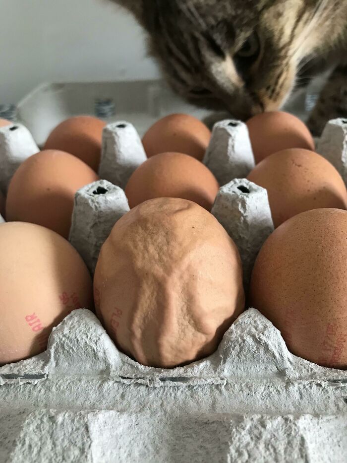 One Of The Eggs I Bought Was All Wrinkly