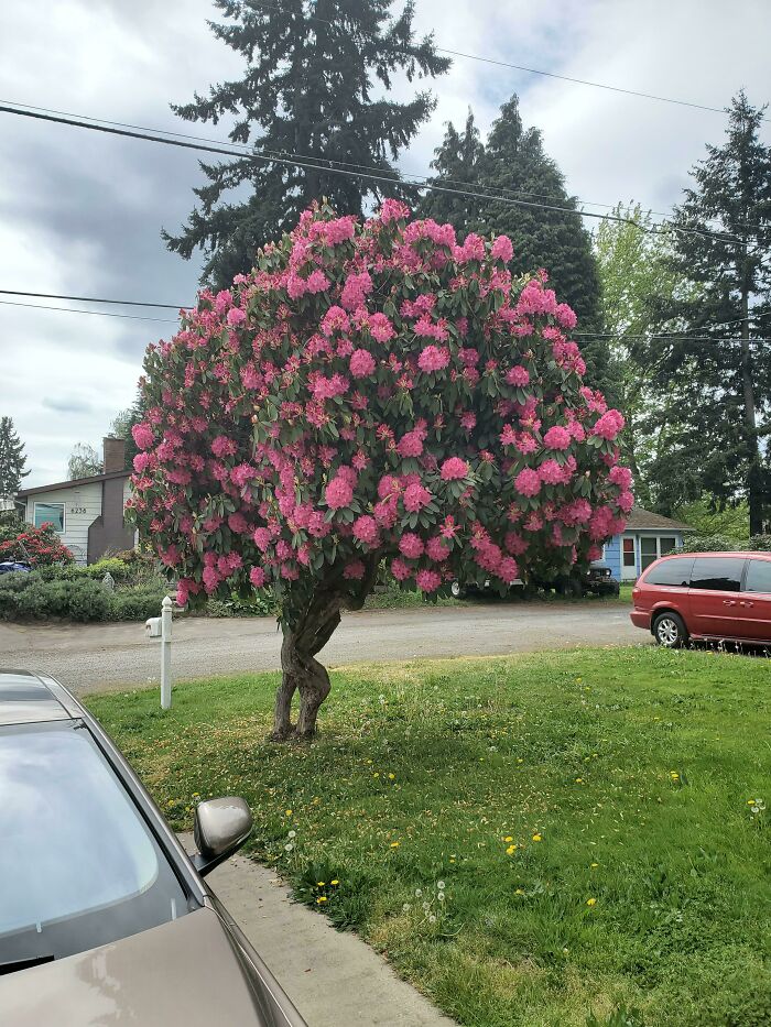Mi rododendro parece que intenta huir