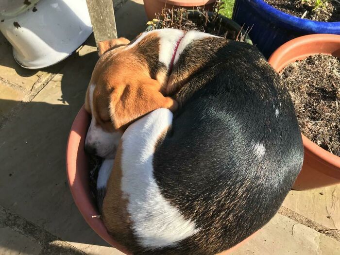 She Thought This Was The Best Place To Sleep... In A Plant Pot. I Think She Thinks She's A Cat