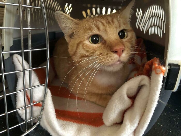 Romeo Is Going To His Forever Home Today. He Is A Part Of The 130 Cats Rescued From A Hoarder. Hopefully We Can Get The Others Into Homes Too