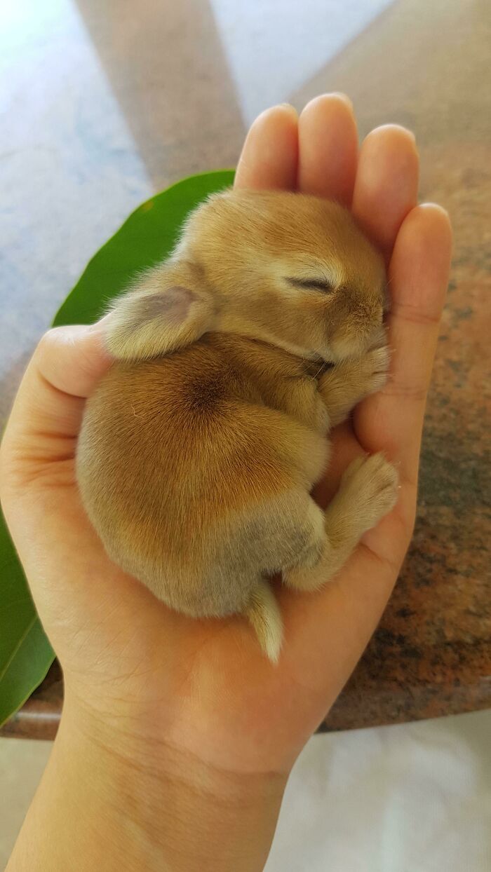 Un pequeño conejo comparado con una palma de la mano