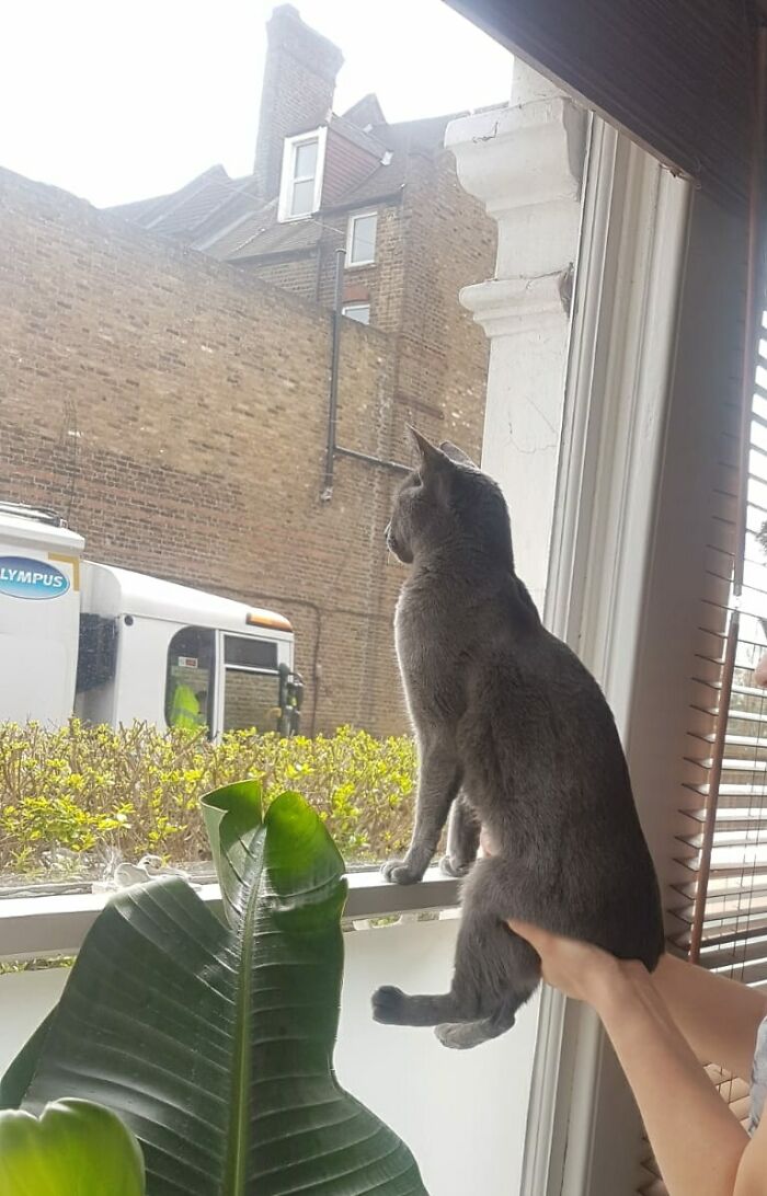 She Likes To Watch The Bin Men, But Can't See Out By Herself