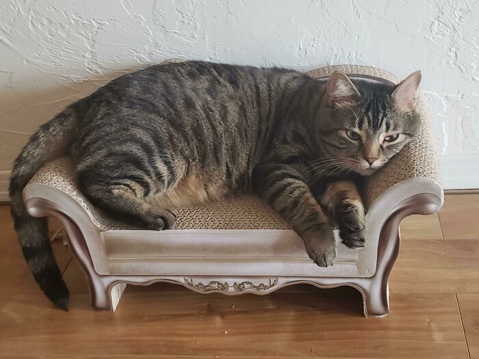 My Spoiled Cat Has A Couch Before I Do