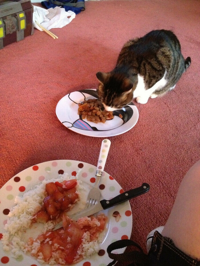 You Know Your Cat Is Spoiled When He Refuses To Eat His Food In The Kitchen And Will Only Chow Down When I'm Eating Too
