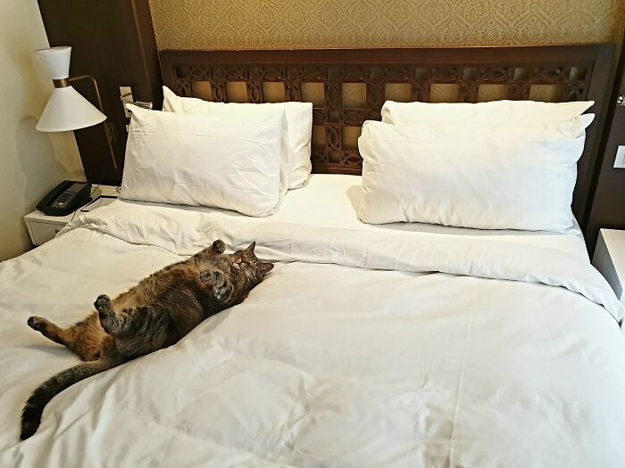 Brought My Senior Cat On Vacation With Me. This Is How The Maids Left Her After They Finished Cleaning My Hotel Room