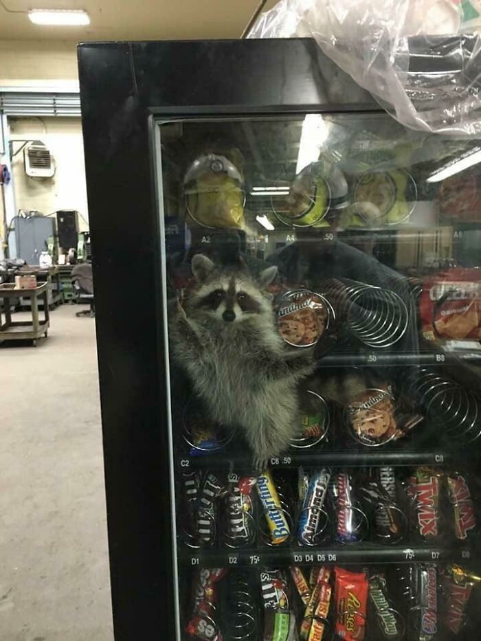 To Steal Snacks