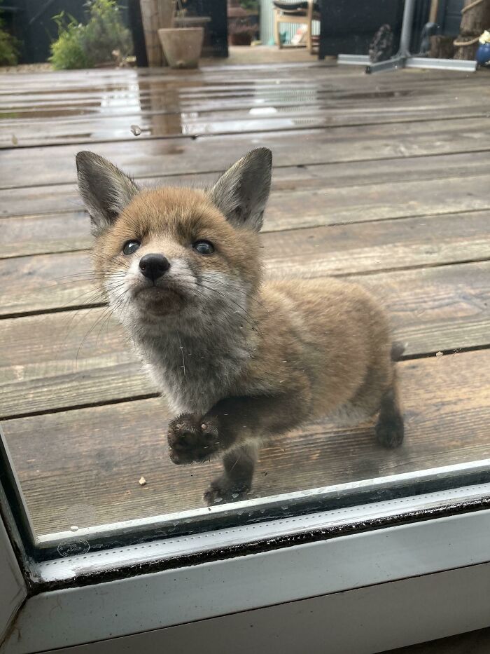 Este diminuto zorro ha estado visitando nuestro jardín todos los días y quiere que seamos amigos