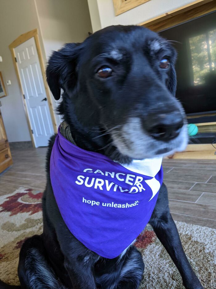 My Good Boy Is Officially Cancer Free