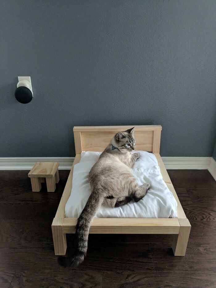 Mi esposo dijo que iba a hacer un marco para la cama. Creí que sería para nuestro nuevo colchón. Era para el gato
