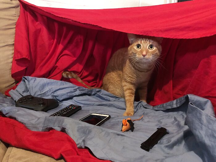 Our Cat Is Obsessed With Blanket Forts, So We Made Him This. He Has Wares, If You Have Coin