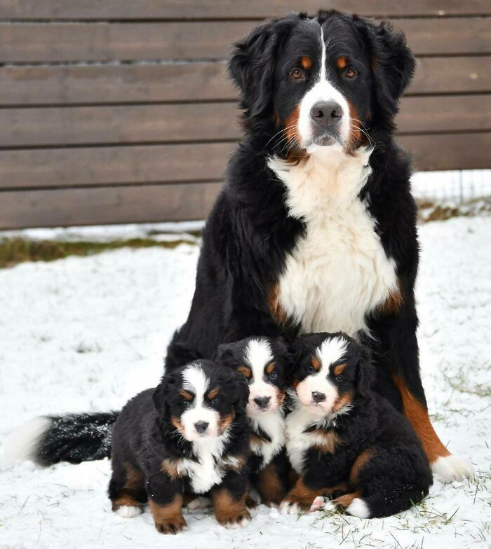 Perfect Family Picture