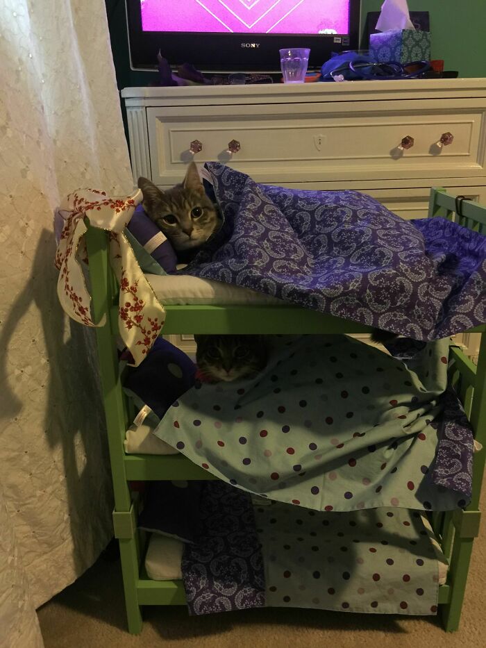 Mi sobrina decidió que sus gatos debían dormir en literas