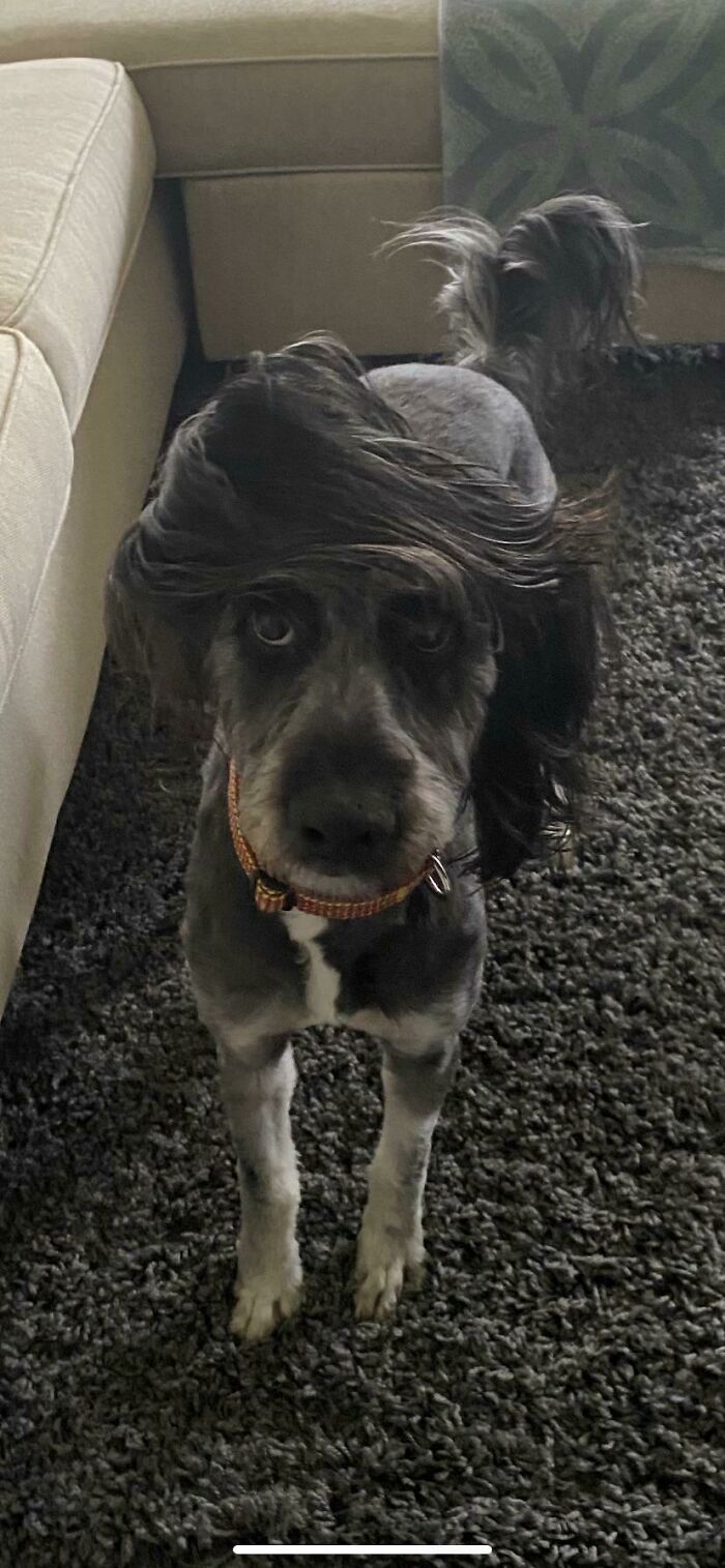 When June Gets Excited Her Ear Sometimes Flips Into A Very Convincing Toupee, She’ll Then Calmly Stare At You With Her Amazing Hair Until You Give And And Play With Her