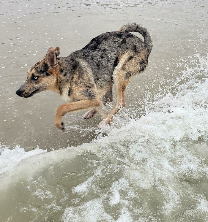 First Time At The Beach! The Derp Was Big