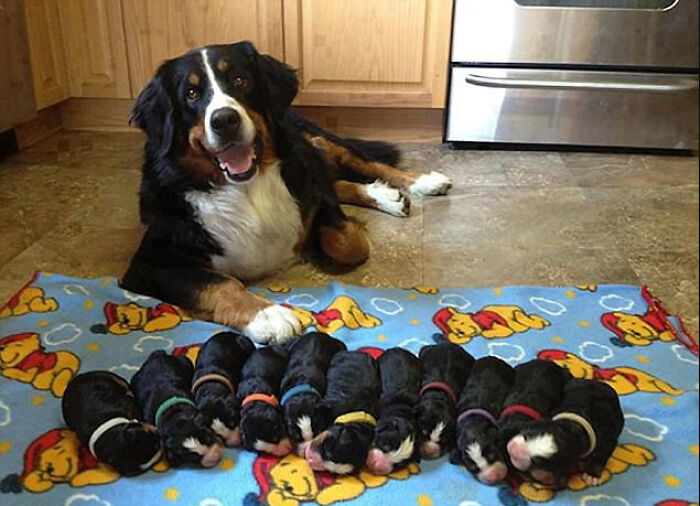  Una madre muy contenta con su cachorros