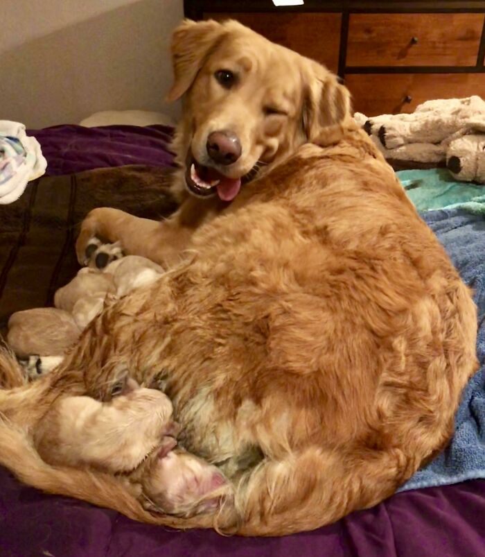 Our Baby Just Had 8 Beautiful Puppies!! She Is Very Proud Of Herself