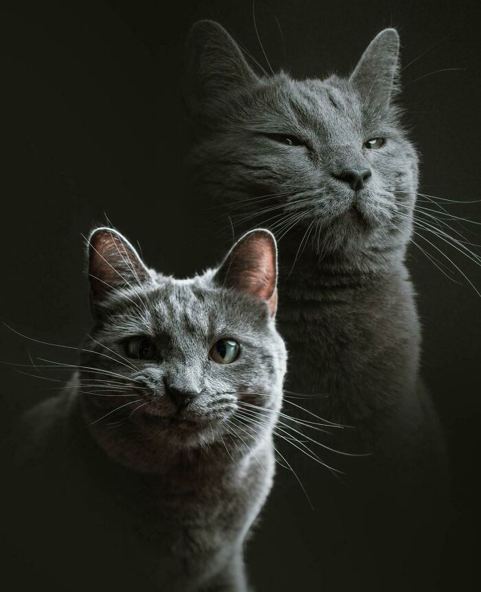 That Cat Is Handsome