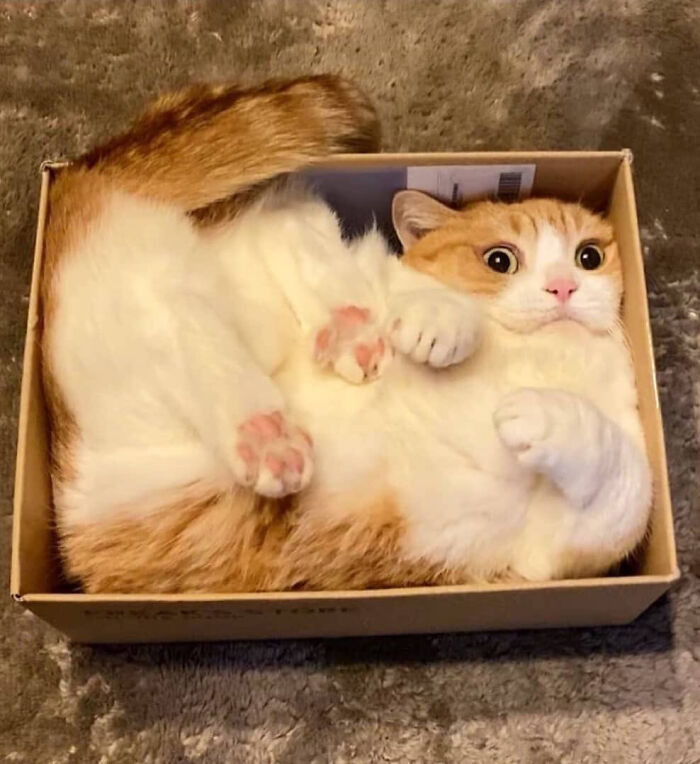 Your Package Of Derp Will Arrive On Caturday