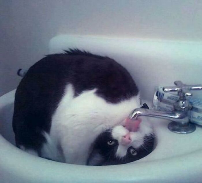 Just A Drink From The Sink