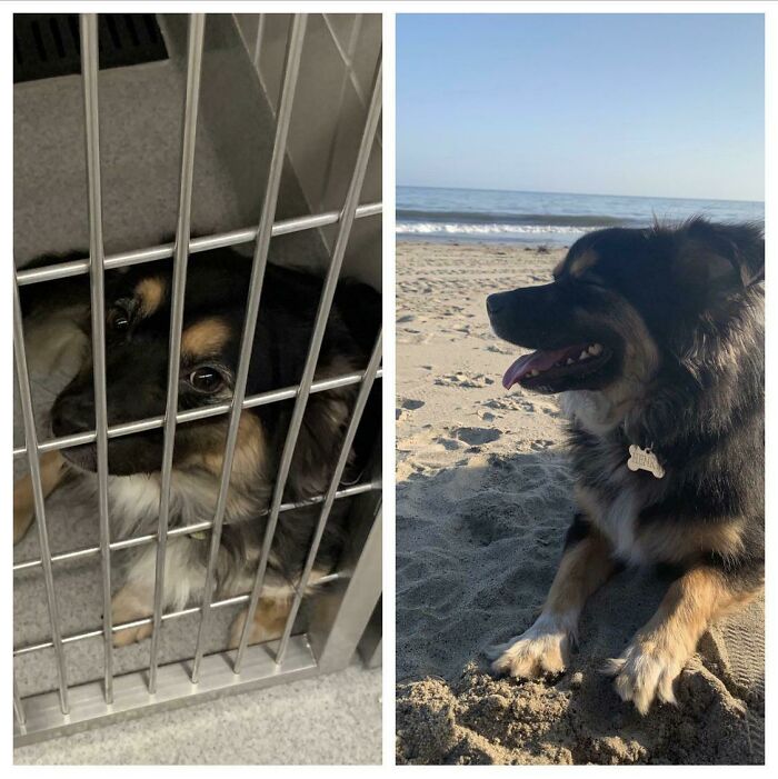 Our Sweet, Social, Cuddly, Derpy And Sometimes Wild Little Guy Was Left At A Shelter By A Family, He Was So Scared And Melancholy. He’s Now Living The Good Life And We Couldn’t Imagine Our World Without Him, Even At The Expense Of Some Undies And Pants He Chewed The Crotch Out Of