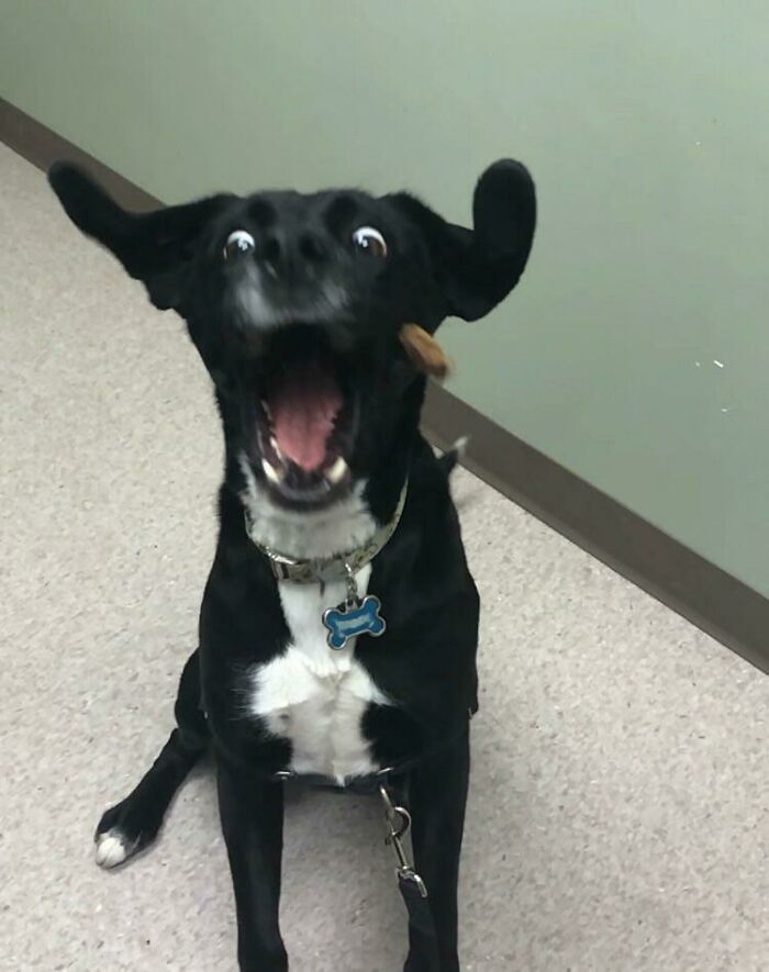 My Vet Sent Me This From My Dogs Check Up Today