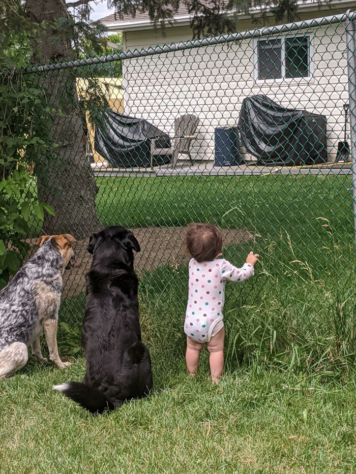 Our Neighbor Gives Treats Through The Fence. Recently He Has Been Giving My Daughter Treats Too. This Is Them Waiting Patiently Today