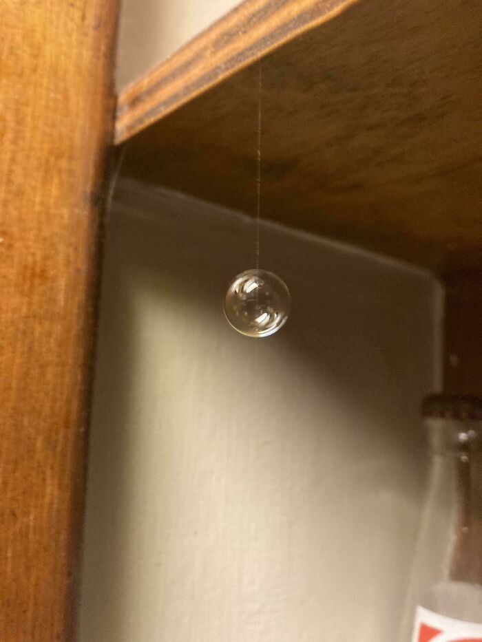 Bubble Got Stuck On One Small Strand Of A Spiderweb