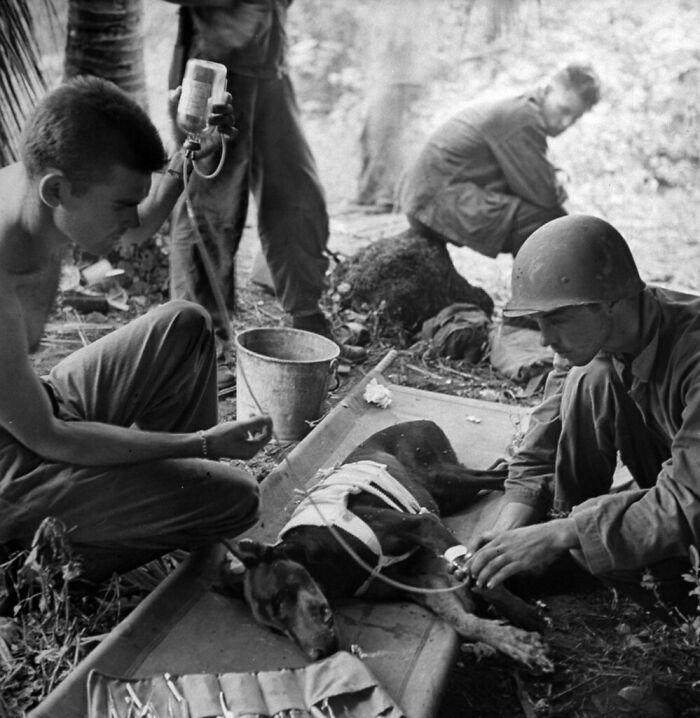 Tropas estadounidenses tratan a un perro herido en la Península de Orote. W.Eugene Smith, 1944