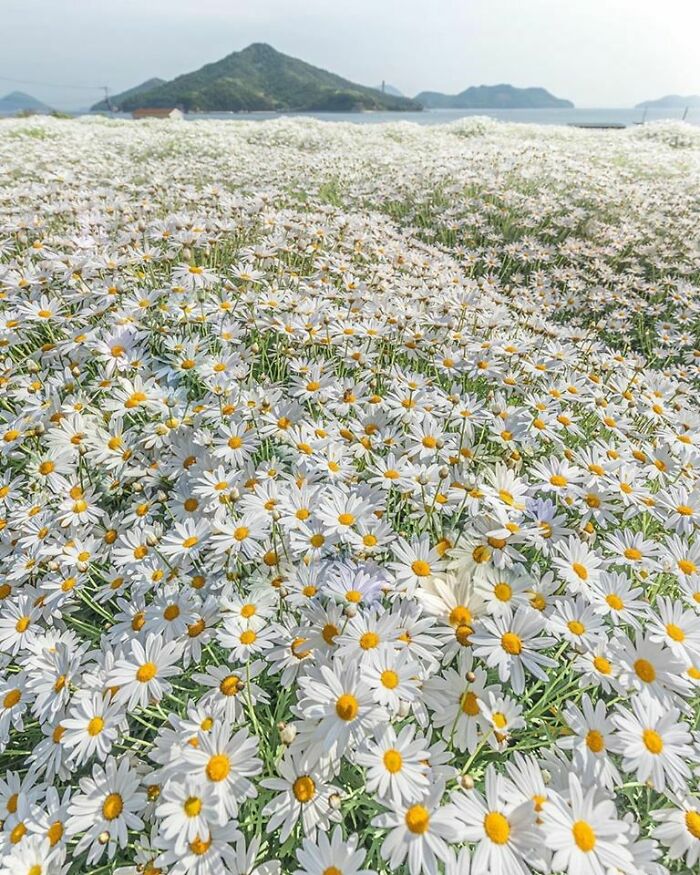Daisy Carpet At Urashima Flower Park In Japan