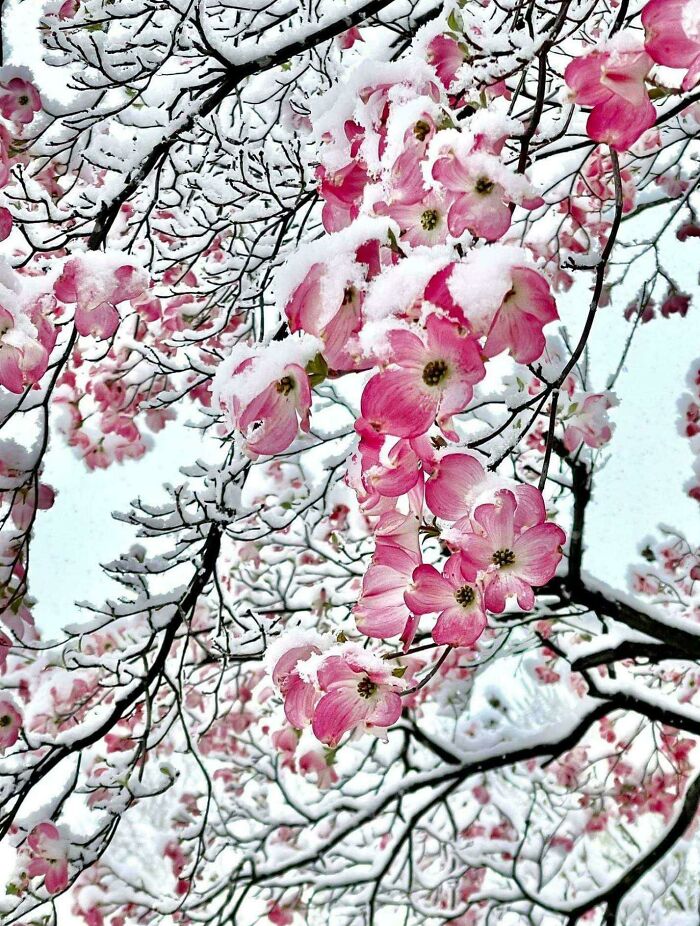 Pink Flowers On A Tree In The Kansas City Snow