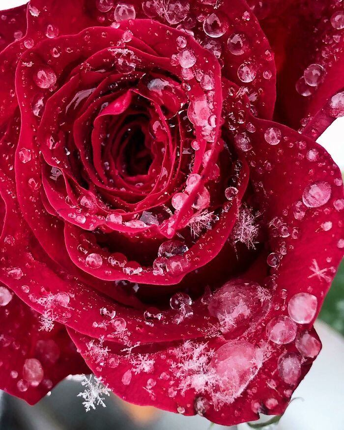 A Frozen Rose