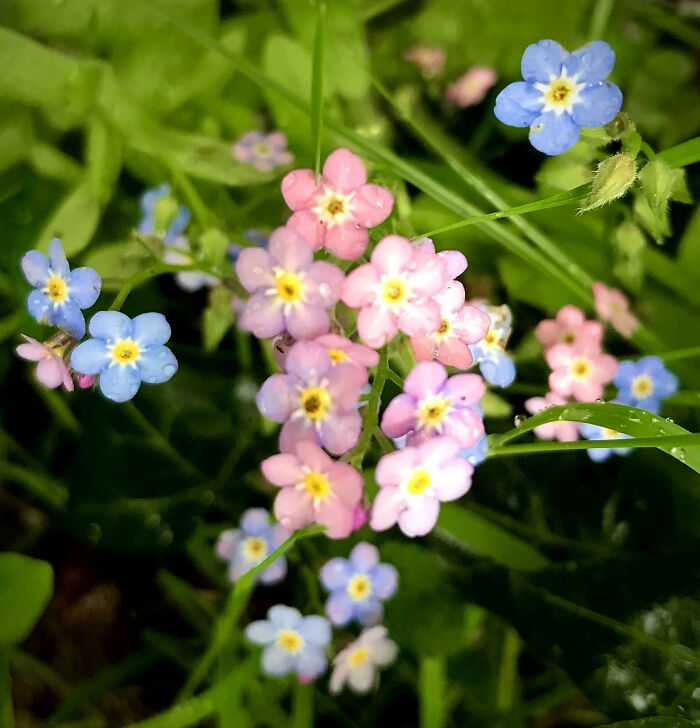 Oh My, Oh My! Myosotis In Pink. Something I’ll Never Forget!