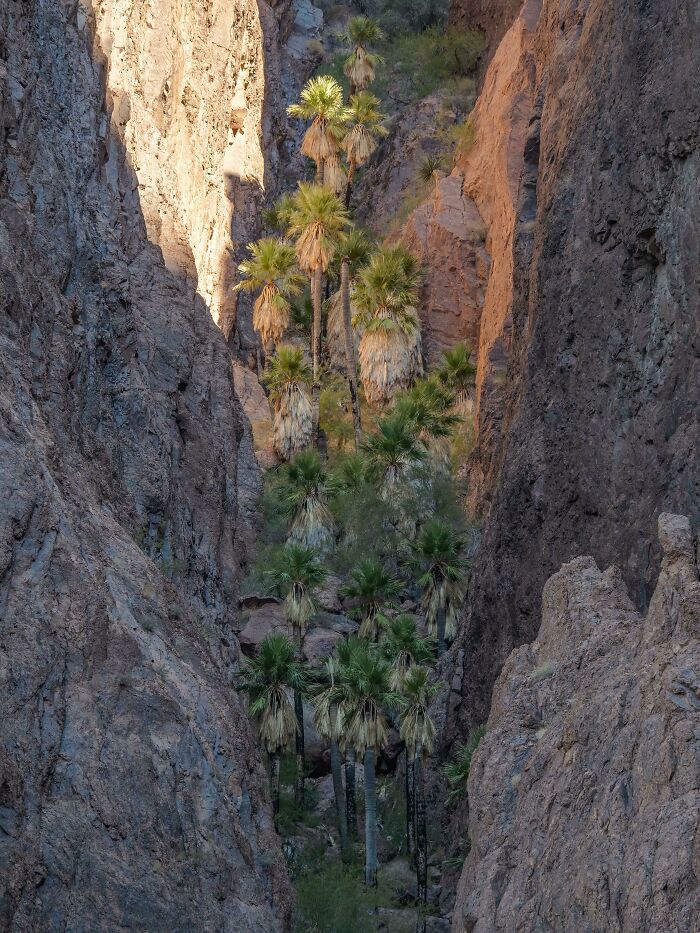 Palm Trees Are Generally Not Native In Arizona, With The Exception Of A Very Small Cluster, Existing Up A Steep Ravine, Inside A Canyon In The Kofa Mountains. California Fan Palms, Palm Canyon, Arizona