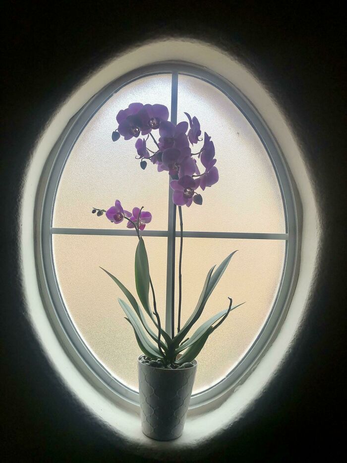 Love The Way This Orchid Fits In The Window