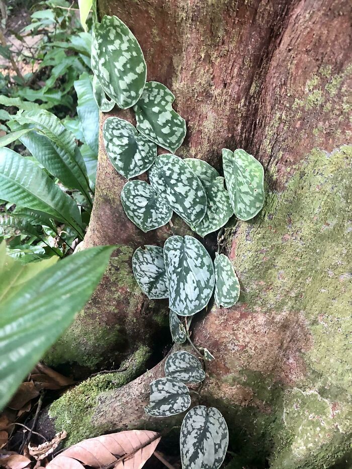 A Popular Houseplant, Satin Pothos (𝘚𝘤𝘪𝘯𝘥𝘢𝘱𝘴𝘶𝘴 𝘱𝘪𝘤𝘵𝘶𝘴), In Natural Habitat, Lowland Dipterocarp Forest, Central Singapore