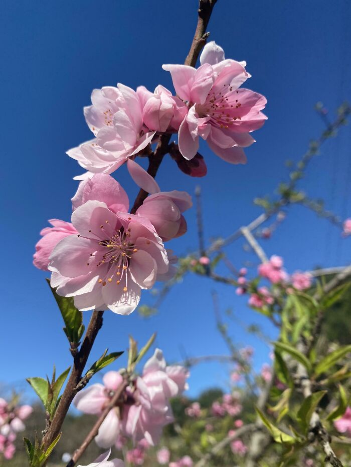 Peach Blossoms Looking Good On A Sunny California Day!