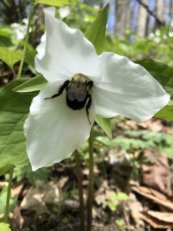 Here’s How My Wife And I Spent Earth Day: Looking At Bee Butts Poking Out Of Trillium Grandiflorum (Large White Trillium)!