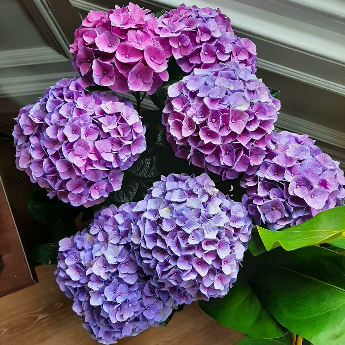 My Mum's Indoor Hydrangea Is Just My Dream Colour Palette. Jaw Droppingly Gorgeous