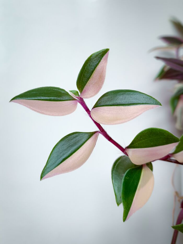 Esta planta se llama "amor de hombre" (tradescantia fluminensis tricolor)