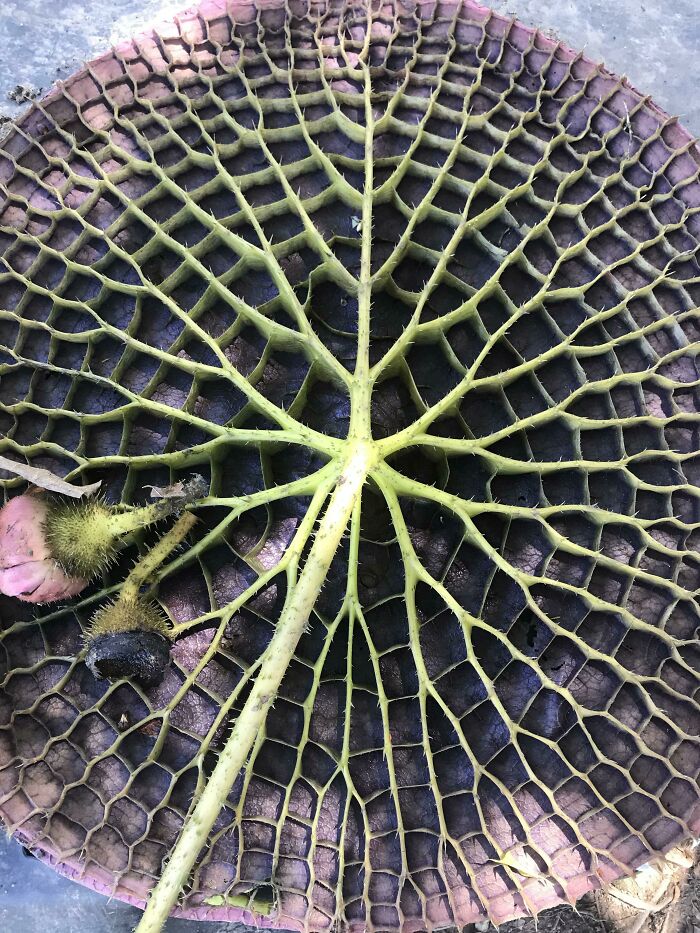 Bottom Side Of A Victoria Amazonica (Amazon Water Lily, Or “Vitória-Régia” In Brazil)