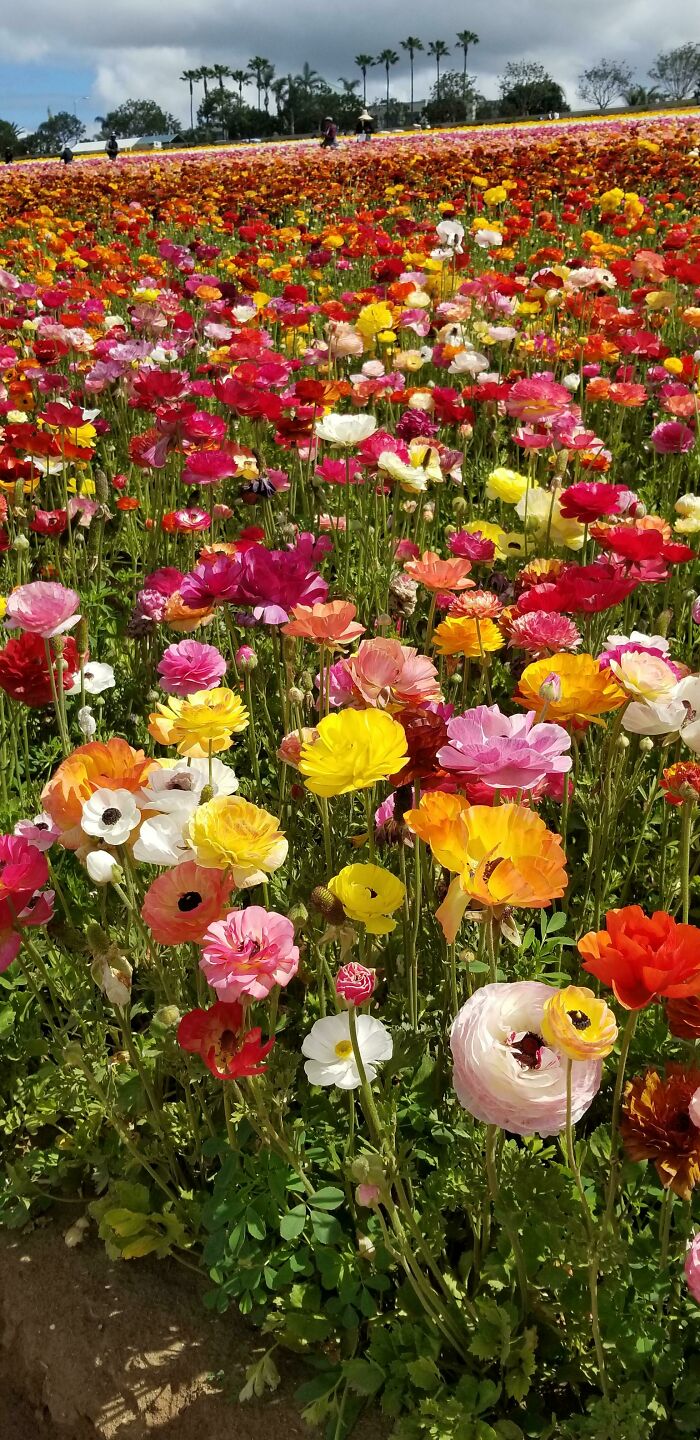 The Flower Fields At Carlsbad, California Last April. Ranunculus Of Every Colour!