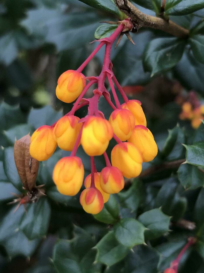 Berberis Darwinii I Am Always Wowed Out By The Coral And Orange Colours Of The Flowers. It Seems Far Too Exotic To Be Growing In The U.k.