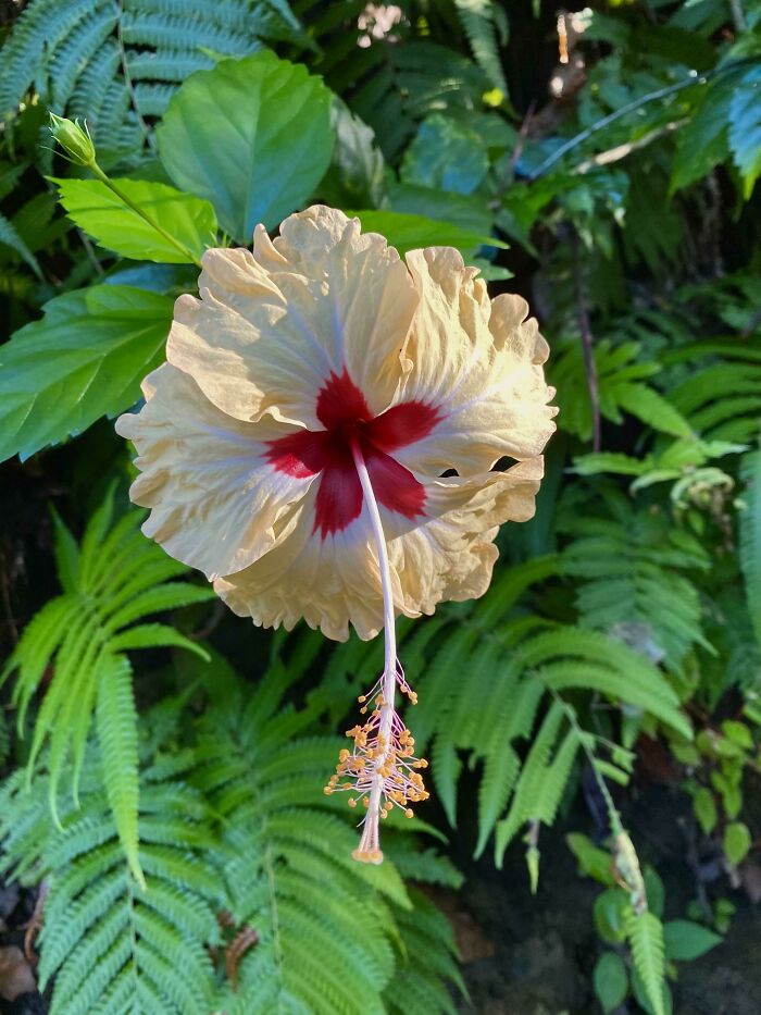 Hibiscus In The Costa Rican Rainforest